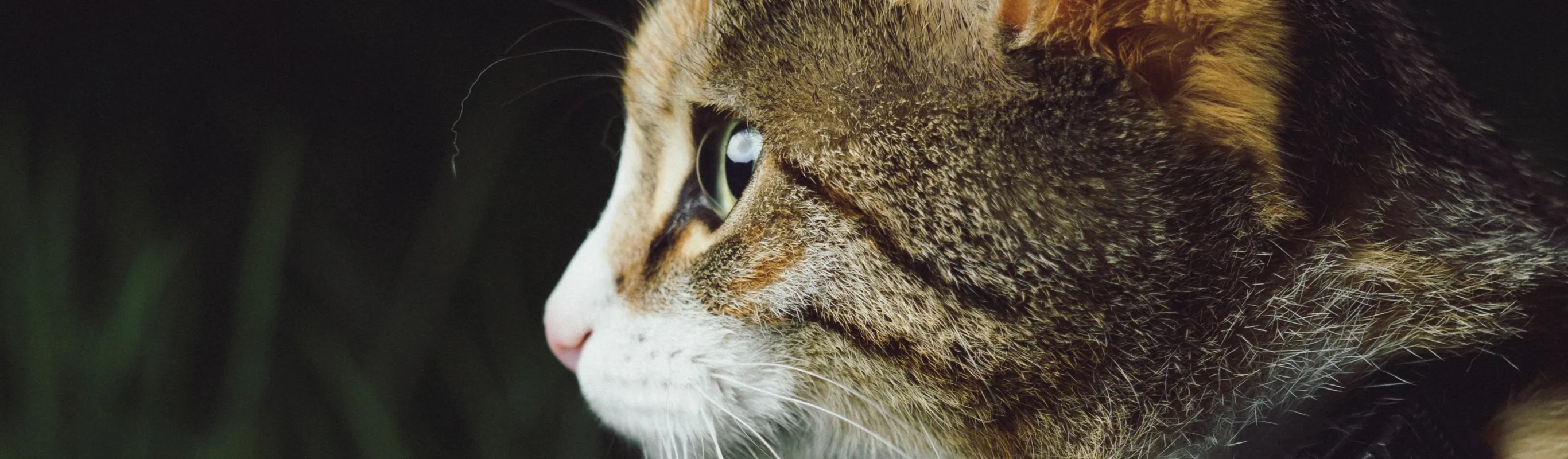 Cat sitting in grass and staring